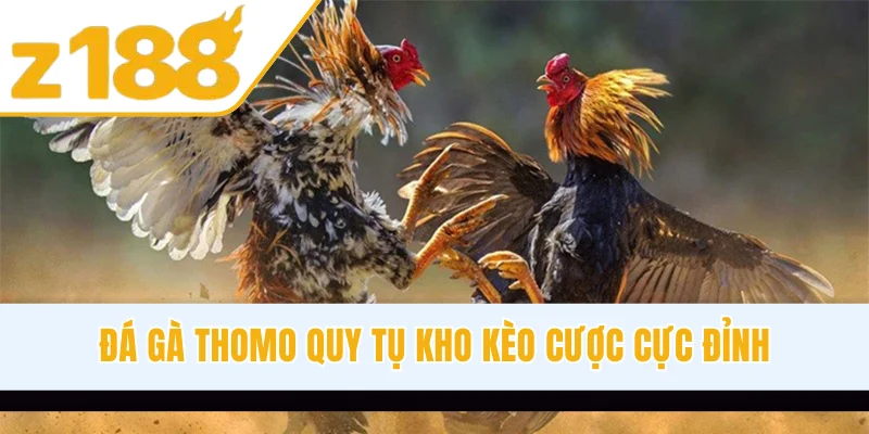 Đá gà Thomo quy tụ kho kèo cược cực đỉnh